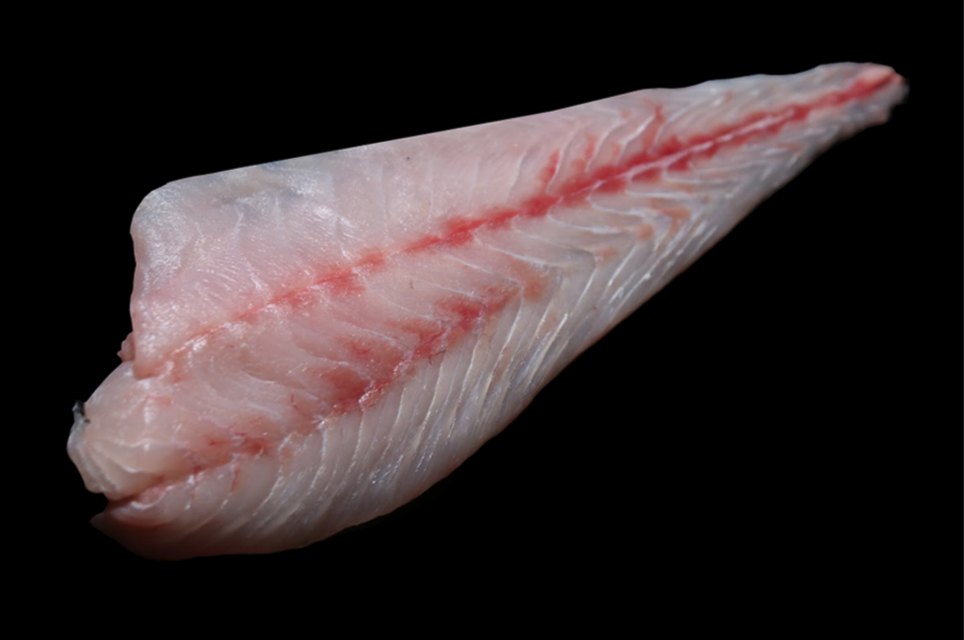 Boneless corvina fillet, individually vacuum-packed