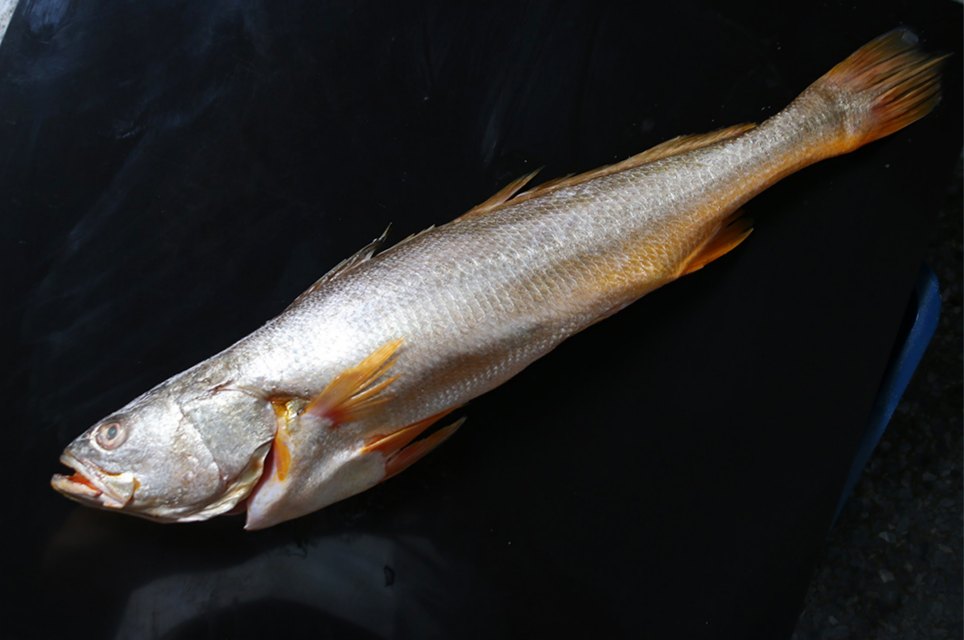 Golden Corvina, whole gutted, wild caught