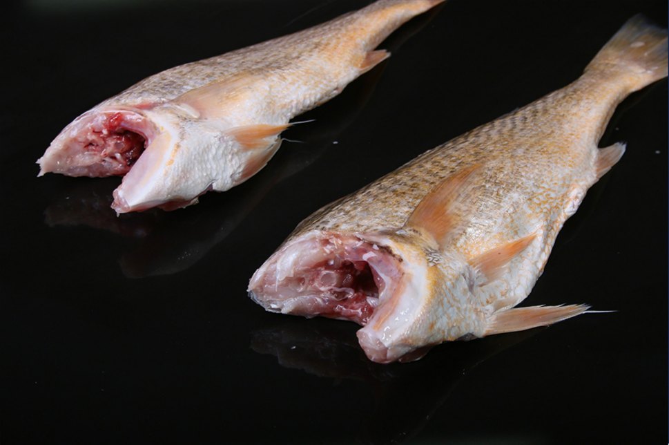 H&G pan-ready IQF croaker, headless and gutted