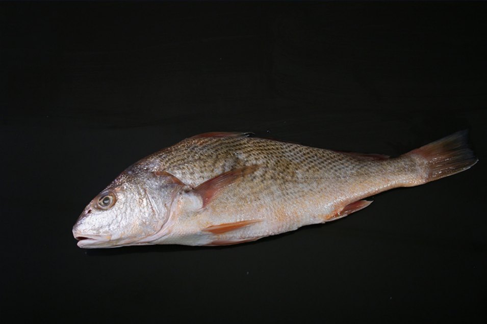 Yellow croaker, whole gutted, wild caught