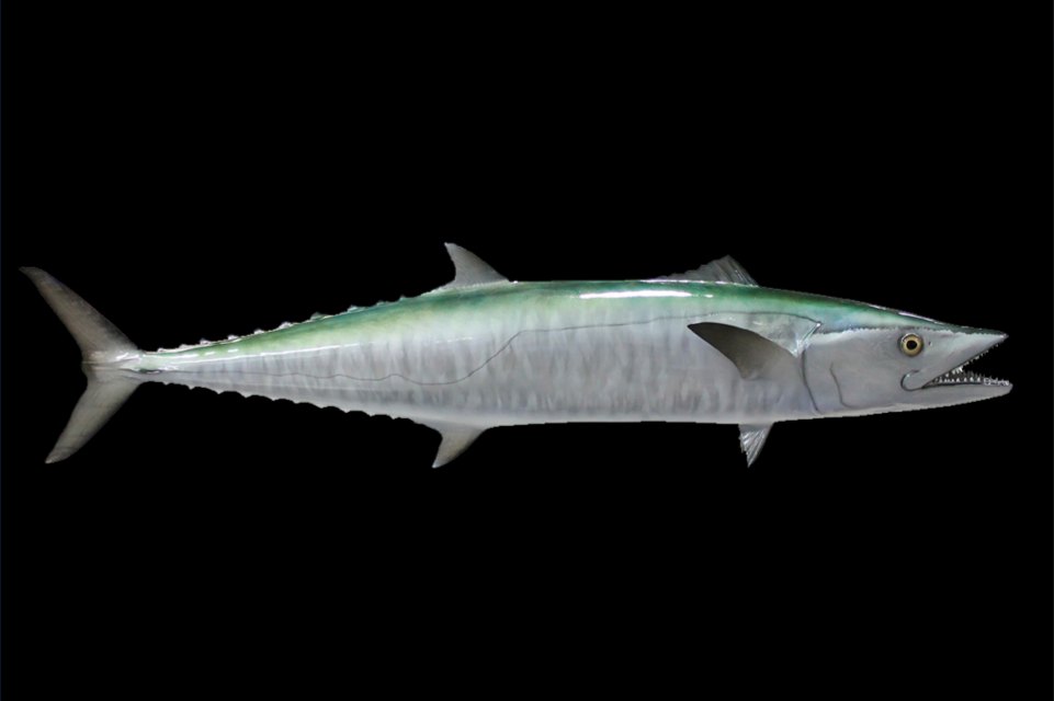 King fish (king mackerel), whole gutted, wild caught
