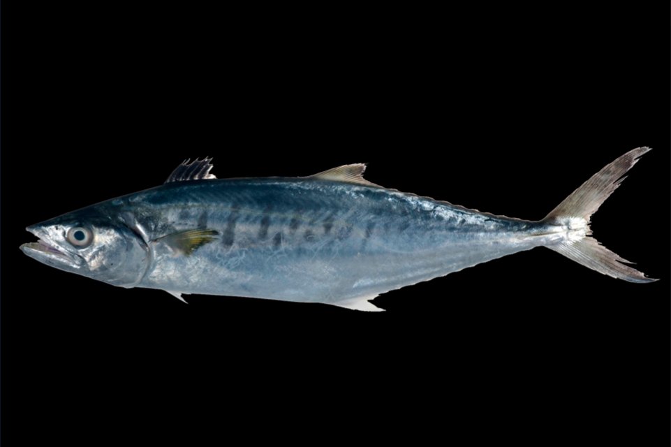 Spanish mackerel, whole gutted, wild caught
