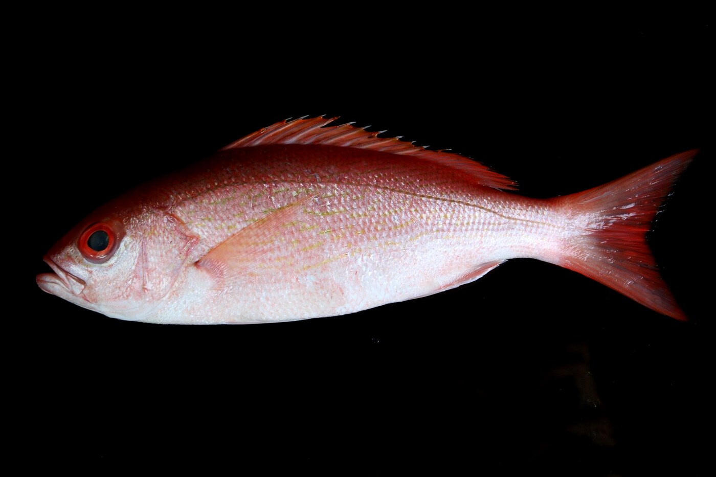 Vermilion bee liner snapper, whole gilled and gutted, wild caught