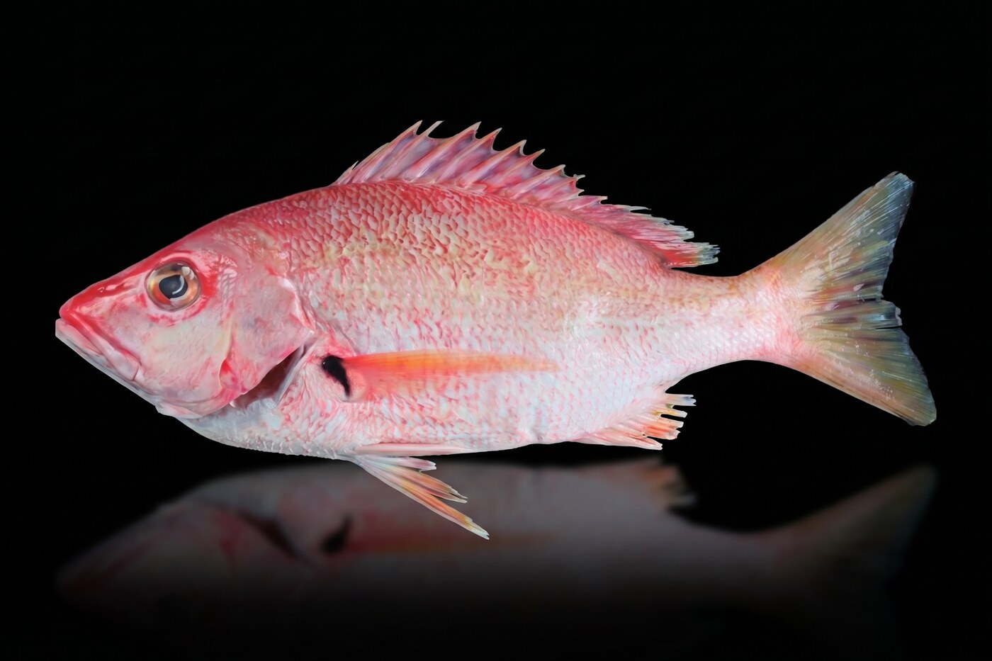 Blackfin snapper, whole gilled and gutted, wild caught