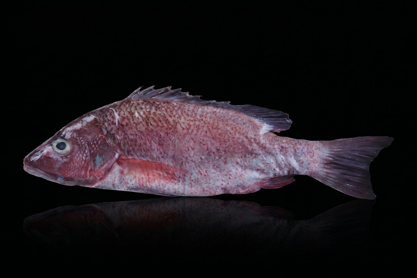 Cubera snapper, whole gilled and gutted, wild caught