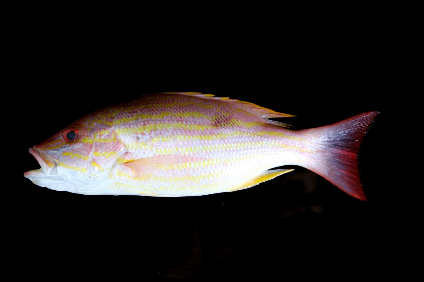 Atlantic lane snapper, whole gilled and gutted, wild caught