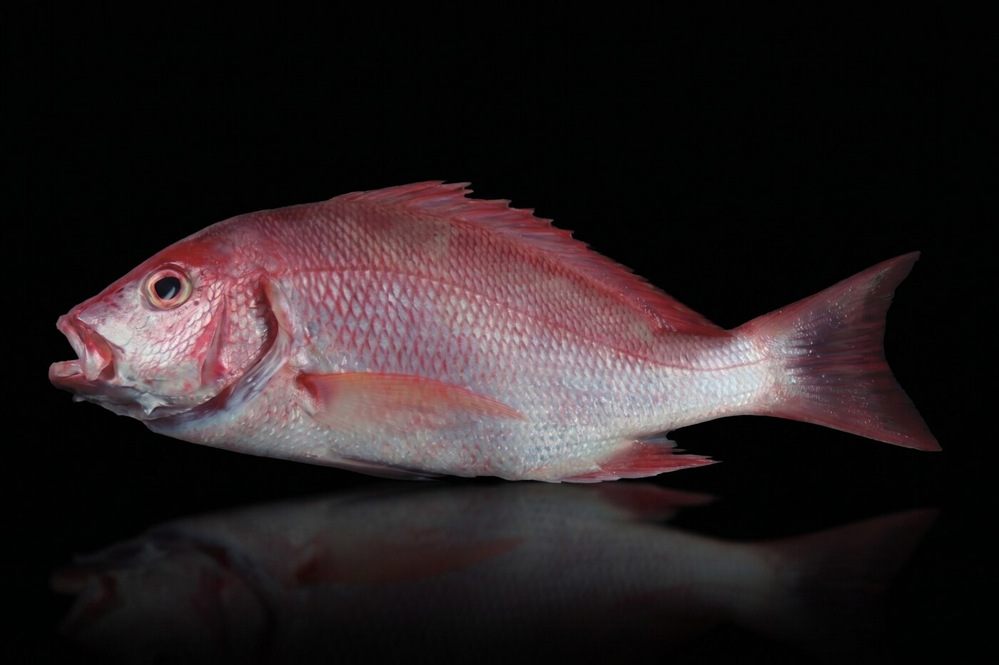 Red snapper, whole gilled and gutted, wild caught