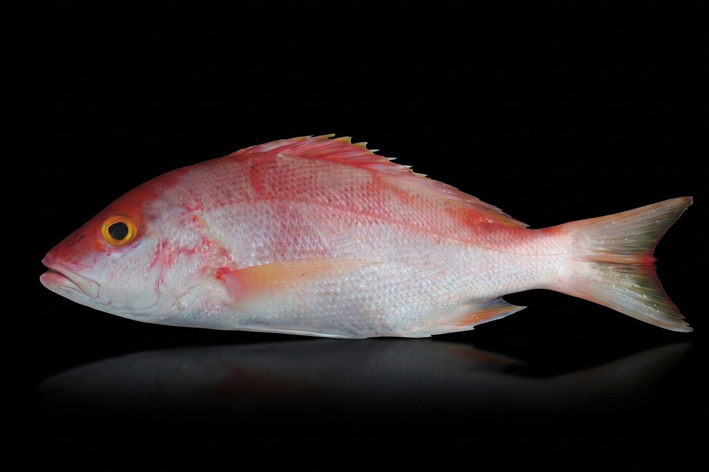 Yelloweye silk snapper, whole gilled and gutted, wild caught