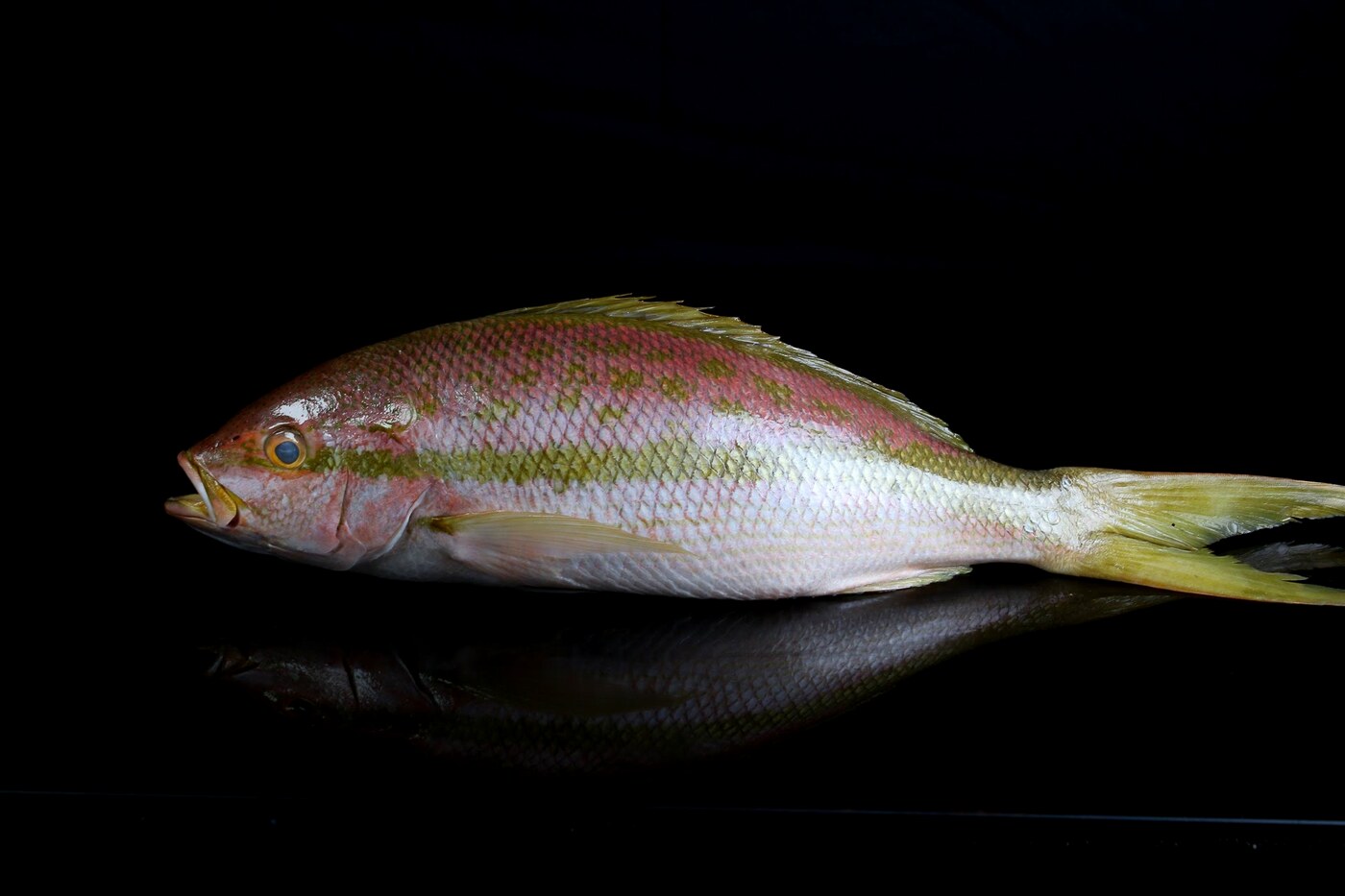 Yellowtail snapper, whole gilled and gutted, wild caught